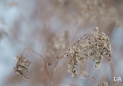 Samples-15