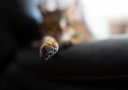 42-Bokeh-1