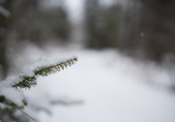 42-Bokeh-2