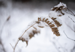 42-Bokeh-3