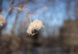 42-Bokeh-6