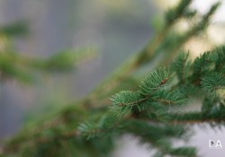 35-Bokeh-12