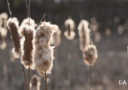 35-Bokeh-13