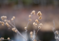 35-Bokeh-3