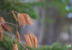35-Bokeh-4