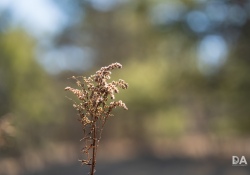 35-Bokeh-5