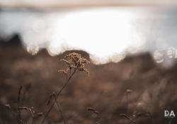 35-Bokeh-7