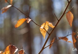 35-Bokeh-8