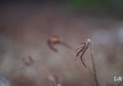 35-Bokeh-9