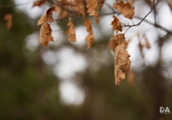 35-Bokeh