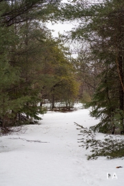 In-the-Woods-13