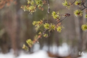 In-the-Woods-15