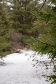 In-the-Woods-17