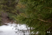 In-the-Woods-18