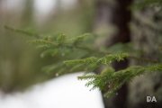 In-the-Woods-3