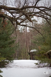 In-the-Woods-7