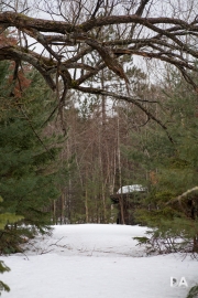 In-the-Woods-8