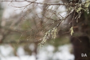 In-the-Woods-9