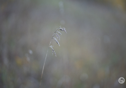 40-Dried-Grasses