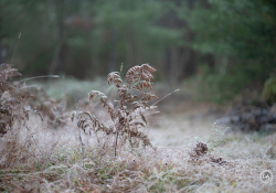 42-Ferns
