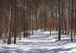 25-Landscape-5