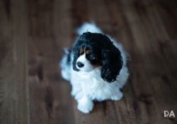 30-Bokeh-Samples-15