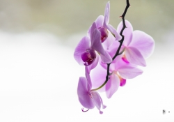 30-Bokeh-Samples