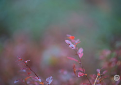 Samples-11