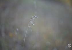 Samples-24