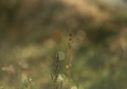 Samples-26