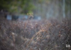 36-Bokeh-2