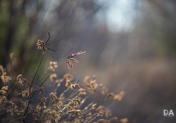 36-Bokeh-3
