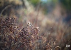 36-Bokeh-4