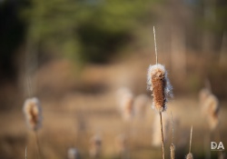 36-Bokeh-5