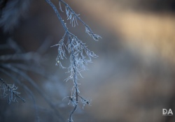 36-Bokeh-6