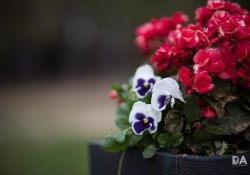 36-Bokeh-8