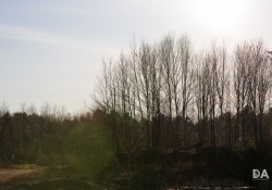 39-Flare-2