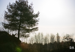 39-Flare-5