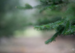 38-Bokeh-2
