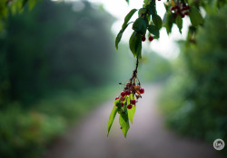 Samyang AF 45mm F1.8 FE