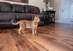 05-Nala-1