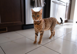 06-Nala-2-1
