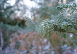 07-Frosted-1