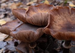 27-Mushroom-2