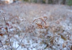 29-Sweet-Fern-1