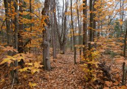 35-Fallen-Leaves-1