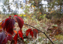 71-Bokeh-1
