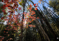 Sigma-10-18-DN-Samples-40