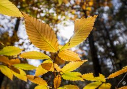 Sigma-10-18-DN-Samples-45