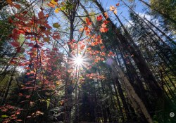 16-Sunburst-46